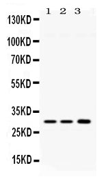 Anti-AQP11 Antibody Picoband®