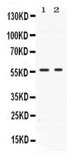 Anti-BMP15 Antibody Picoband®