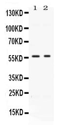 Anti-BMP15 Antibody Picoband®
