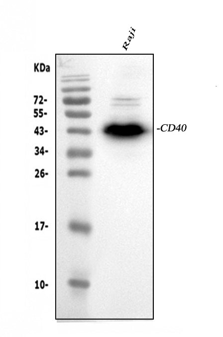 Anti-CD40 Antibody Picoband®