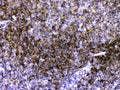 Anti-CD40 Antibody Picoband®