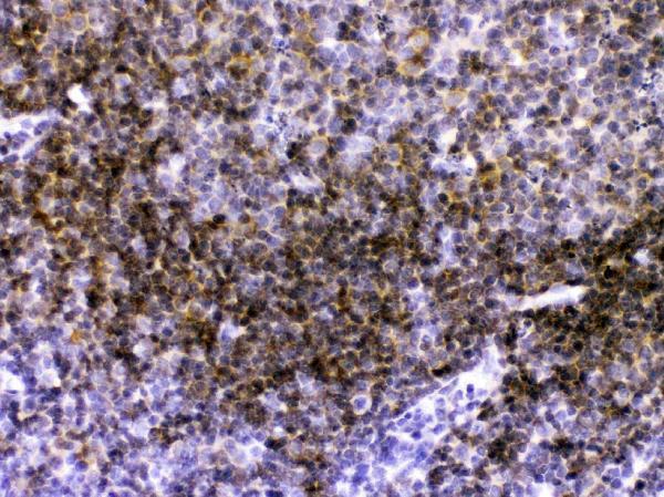 Anti-CD40 Antibody Picoband®