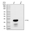 Anti-Cathepsin G/CTSG Antibody Picoband®