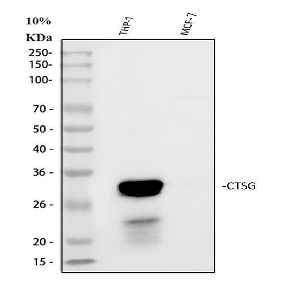Anti-Cathepsin G/CTSG Antibody Picoband®