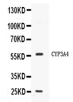 Anti-Cytochrome P450 3A4/CYP3A4 Antibody Picoband®