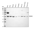 Anti-DHODH Antibody Picoband®