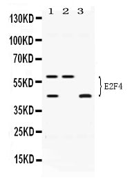 Anti-E2F4 Antibody Picoband®
