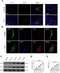 Anti-Neutrophil Elastase/ELANE Antibody Picoband®