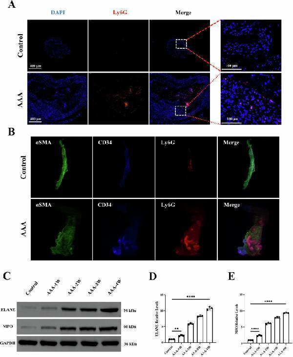 Anti-Neutrophil Elastase/ELANE Antibody Picoband®