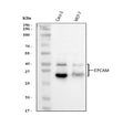 Anti-EpCAM Antibody Picoband®