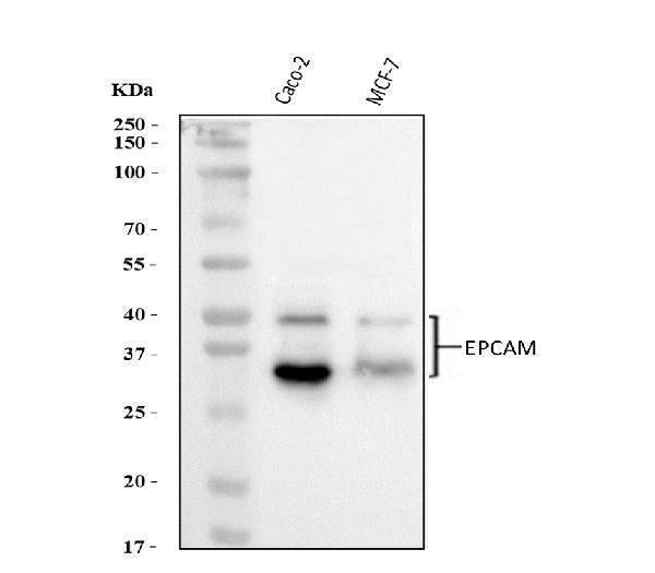 Anti-EpCAM Antibody Picoband®