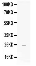 Anti-FGF19 Antibody Picoband®