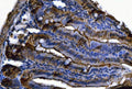 Anti-Fgf19(Fgf15) Antibody