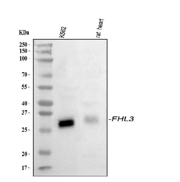 Anti-FHL3 Antibody Picoband®