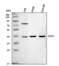 Anti-TXNL2/GLRX3 Antibody Picoband®