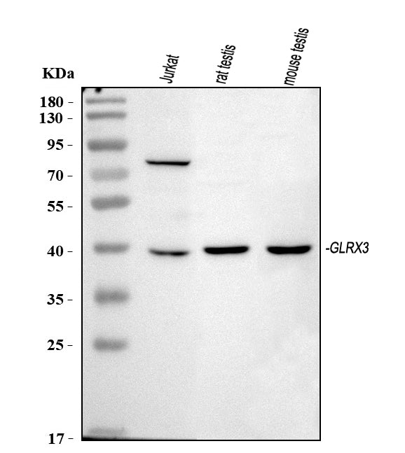 Anti-TXNL2/GLRX3 Antibody Picoband®