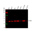 Anti-GNB1 Antibody Picoband®