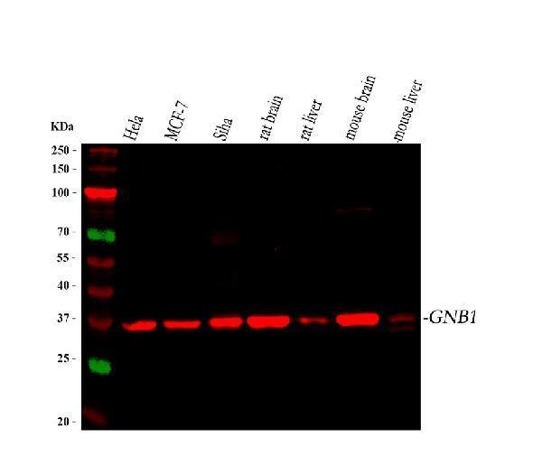 Anti-GNB1 Antibody Picoband®