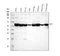 Anti-Glucose 6 phosphate isomerase/GPI Antibody Picoband®