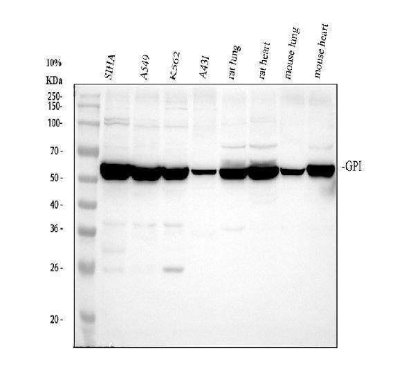 Anti-Glucose 6 phosphate isomerase/GPI Antibody Picoband®