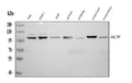 Anti-HLTF Antibody Picoband®