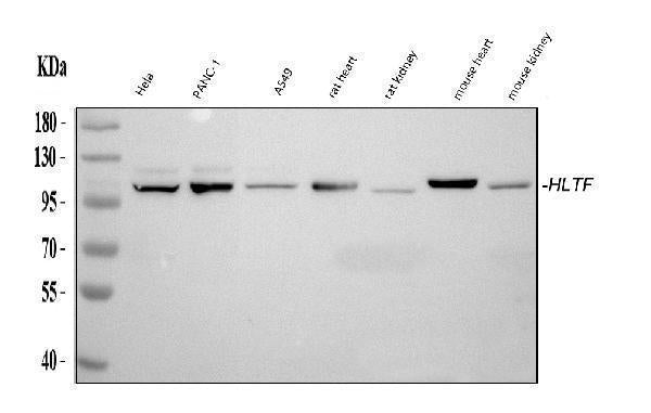 Anti-HLTF Antibody Picoband®