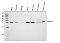 Anti-HPRT/HPRT1 Antibody Picoband®