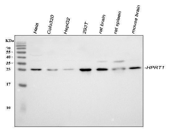Anti-HPRT/HPRT1 Antibody Picoband®