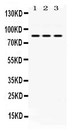 Anti-KRIT1 Antibody Picoband®