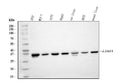 Anti-LDHA Antibody Picoband®