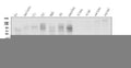 Anti-Lactate Dehydrogenase B/LDHB Antibody Picoband®