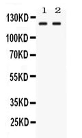 Anti-LRIG3 Antibody Picoband®