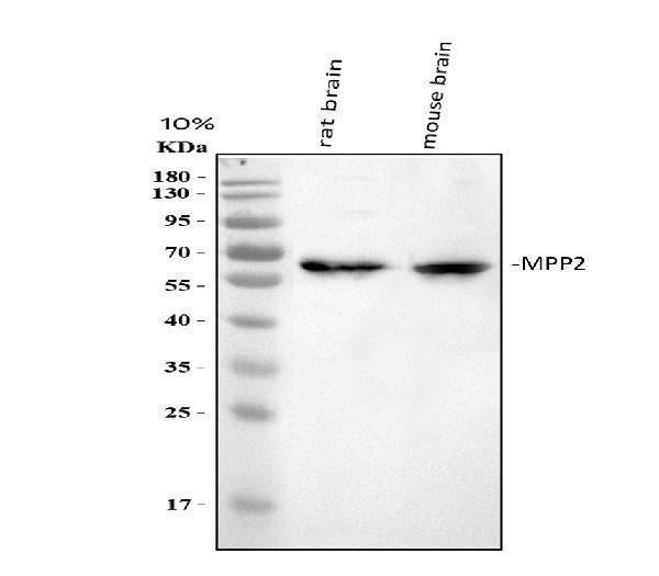 Anti-MPP2 Antibody Picoband®