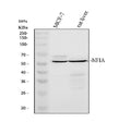 Anti-NFIA Antibody Picoband®