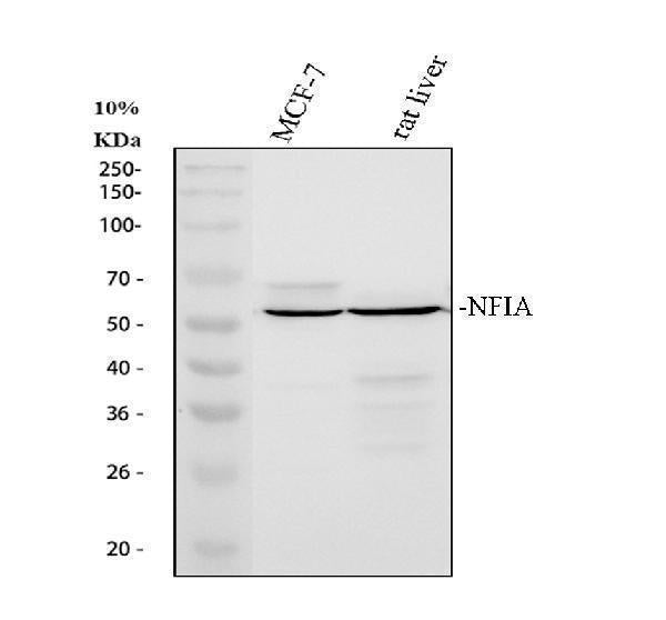 Anti-NFIA Antibody Picoband®