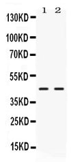 Anti-NR2F6 Antibody Picoband®