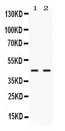 Anti-NR2F6 Antibody Picoband®
