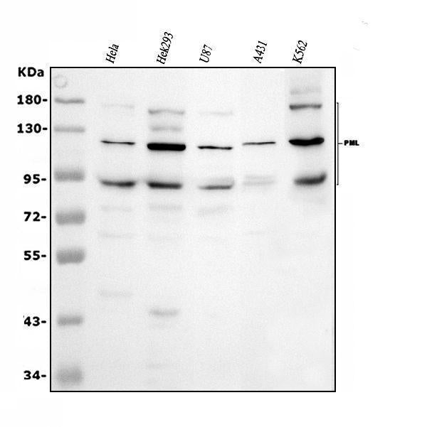 Anti-PML Protein Antibody Picoband®