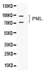 Anti-PML Protein Antibody Picoband®