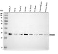 Anti-Proteasome 20S C2/PSMA1 Antibody Picoband®