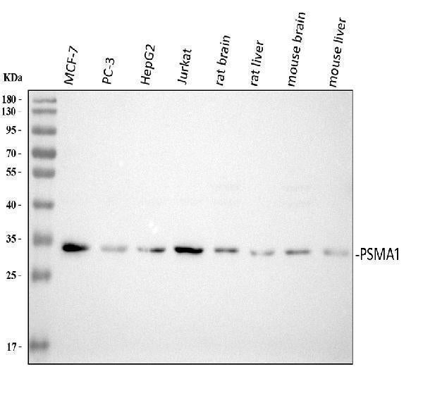 Anti-Proteasome 20S C2/PSMA1 Antibody Picoband®
