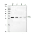 Anti-Proteasome 20S alpha 3/PSMA3 Antibody Picoband®