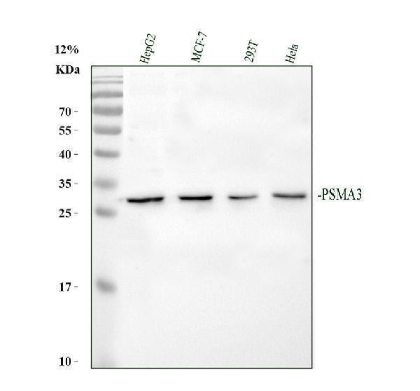 Anti-Proteasome 20S alpha 3/PSMA3 Antibody Picoband®