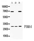 Anti-PSMA4 Antibody Picoband®