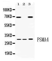 Anti-PSMA4 Antibody Picoband®
