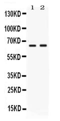 Anti-PVRL4/NECTIN4 Antibody Picoband®