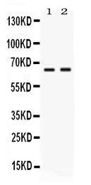 Anti-PVRL4/NECTIN4 Antibody Picoband®
