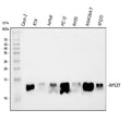Anti-MPS1/RPS27 Antibody Picoband®