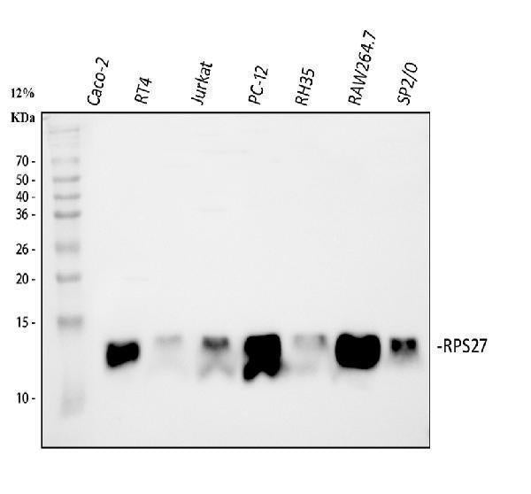Anti-MPS1/RPS27 Antibody Picoband®