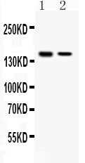 Anti-SAFB Antibody Picoband®